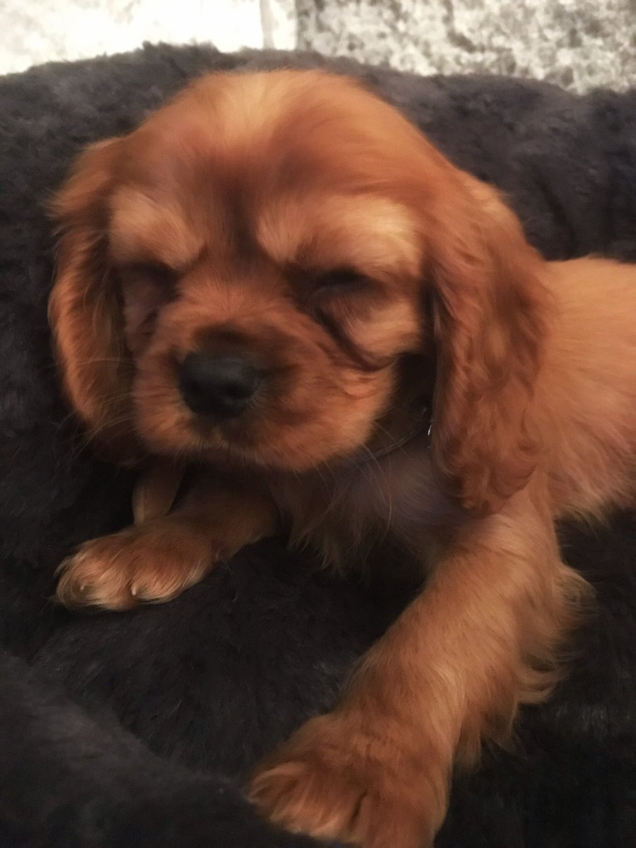 djjansummers's tweet photo. Best Christmas ever #weeharry #kingcharlesspaniel โค๏ธ๐ถ https://t.co/blB0zHtuSZ