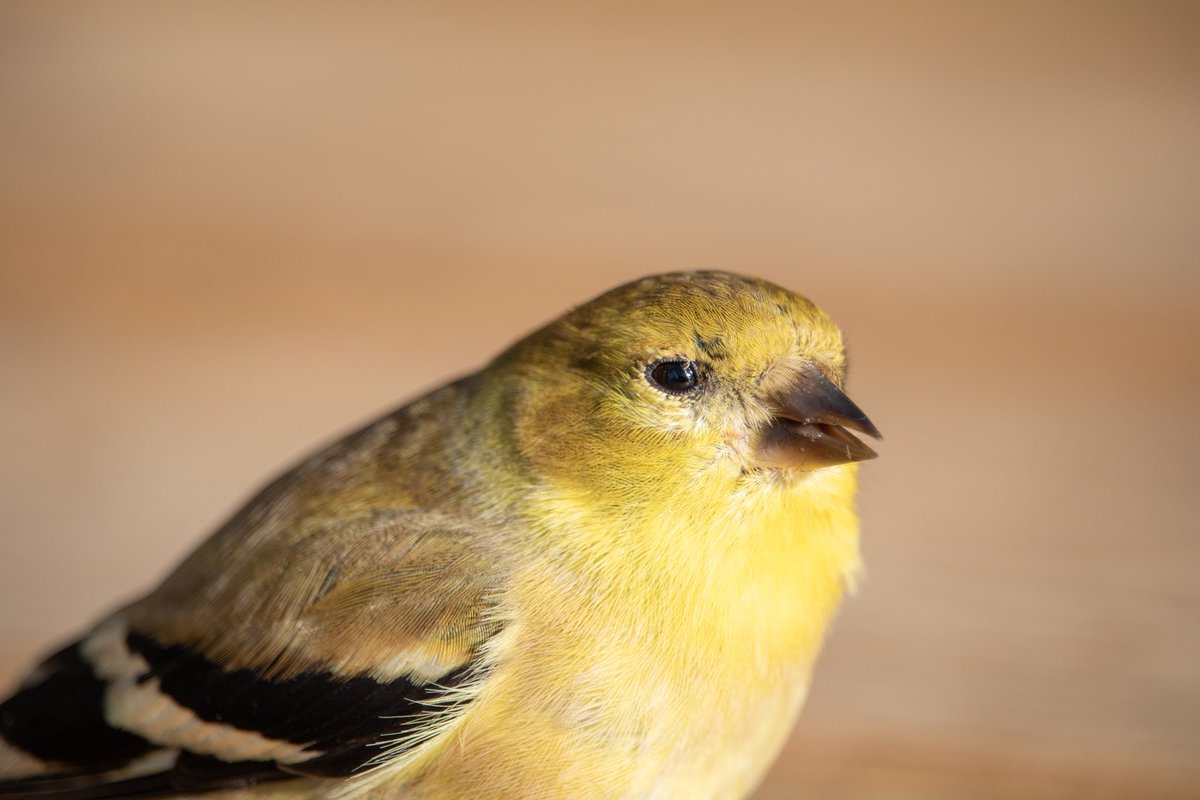 Julia Baak On Twitter This American Goldfinch Hit Our Living Room Window Today After Resting And Drinking Some Water I Put Out It Was On It S Way Again Goldfinch Birdsofnovascotia Nsbirdsociety Nature twitter