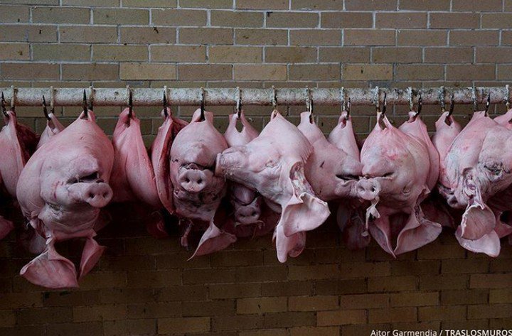 Свинка пеппа полный эпизод. Pig in the middle. Die pig die. You pig or die. Die pig die.