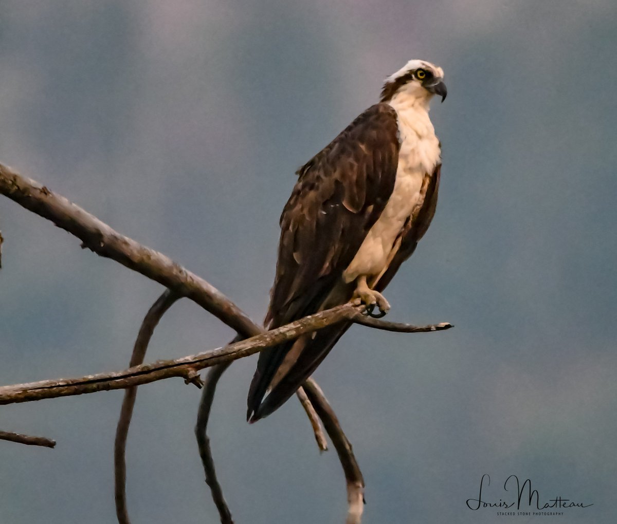 Lmatteau66's tweet photo. Merry Christmas Osprey Peeps!
#clarkforkriver #montana #Montana #Osprey #fishing #hellgateosprey #D500 #wildlifephotography #veterans #abramstank #nikon #birdsinflightphotos #birdsinflight. #sigmalensseason https://t.co/6h7W7MU5Je