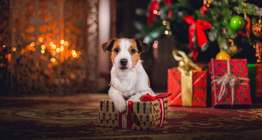 JeanetteEliz's tweet image. Merry Christmas Everyone!!! 😊🎄 I wish you all lots of love, peace, joy and happiness. Have a beautiful time with your families &amp;amp; loved ones. Best Wishes &amp;amp; Blessings from my family to yours. 💞🌺❤️