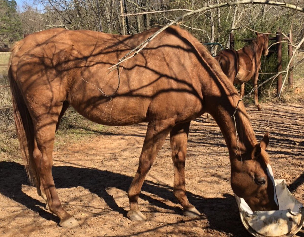 Remember HEZA FLAMER who you ALL rescued in the early Summer. Look at him now with his new owner Karlee getting spiffed up for Christmas. Thank you everyone for believing in all lives in the kill lots❤️🎁
#NoHorseLeftBehind