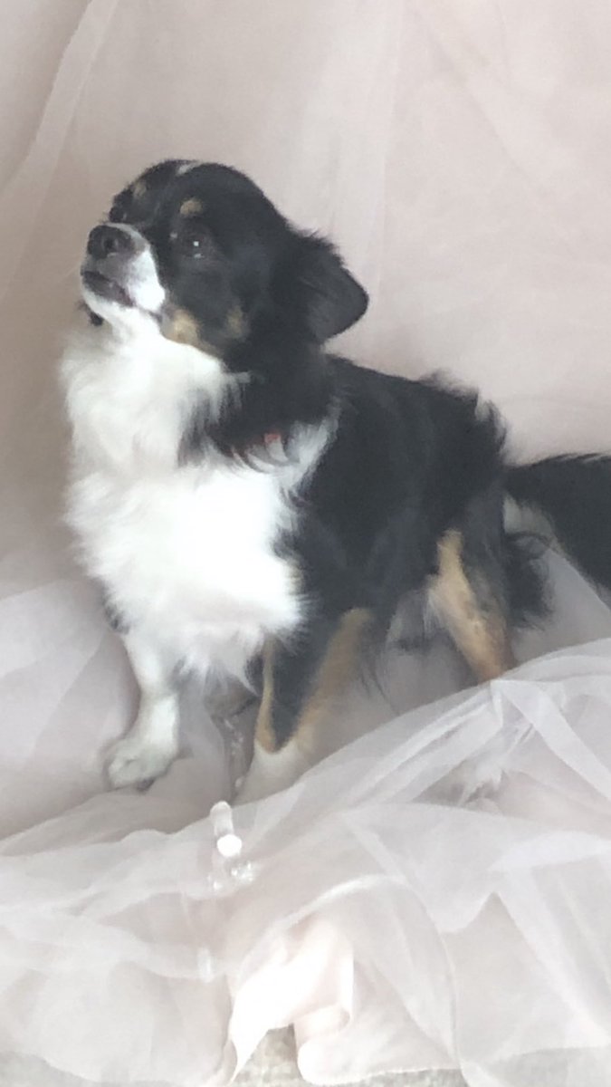 Rufy On Twitter Please Help Me Find Our Dog Rocky He S A Black