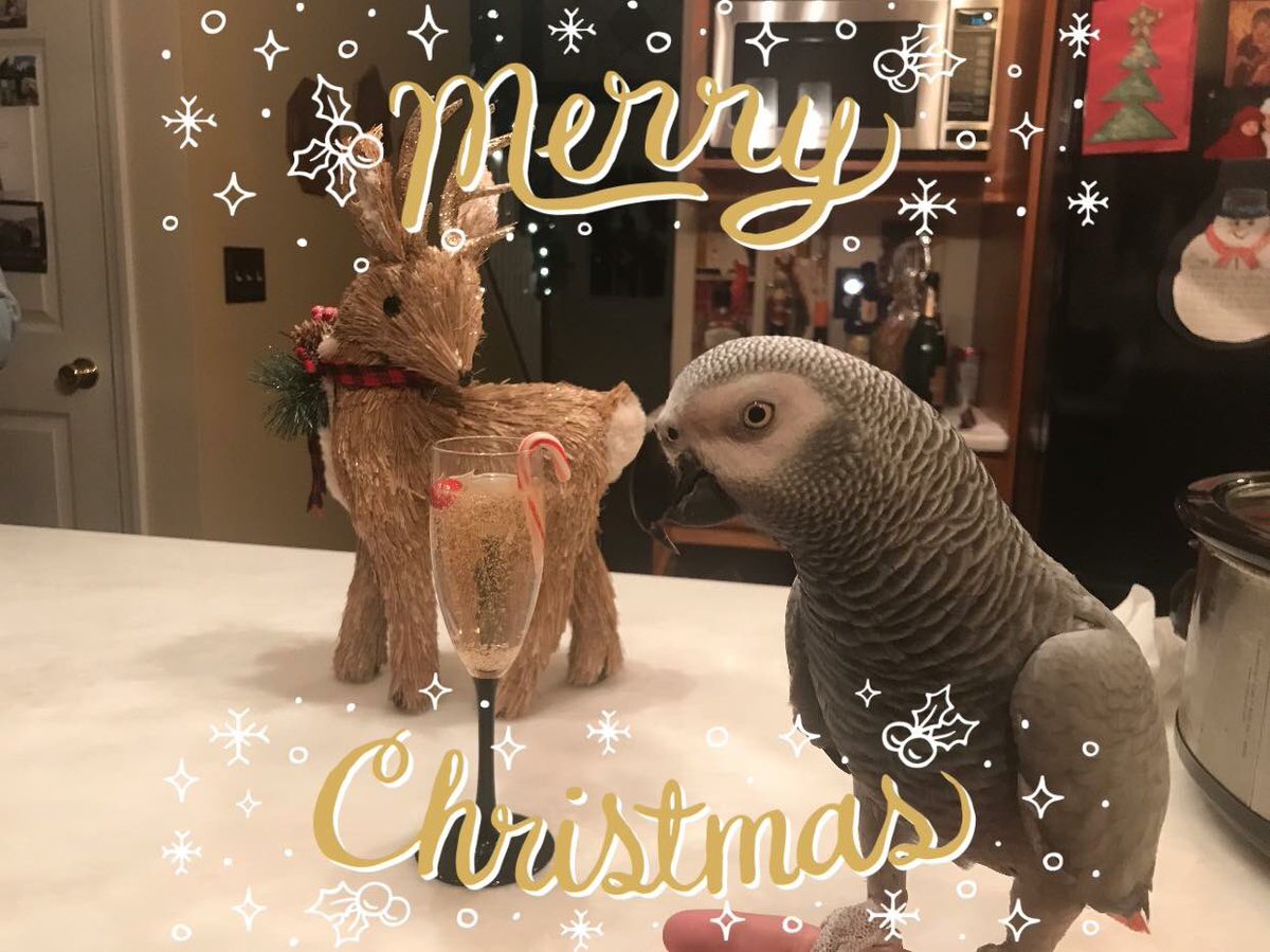 codebylarry's tweet image. #MerryChristmas
