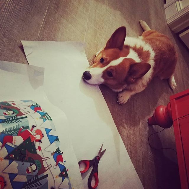 foolofapup's tweet photo. Omg you guys I have wrapping fatigue.
~
~
#corgi #sploot #christmaseveeve #christmastime #wrapping #aww #averylgchristmas #goodboy #bestdog #dailydog #dailycorgi #dogoftheday #dogphotography #longdog #lowrider #perrito #lindo #navidad #christmas #corgig… https://t.co/dky3p4WwUQ https://t.co/acuDpDw8Ir