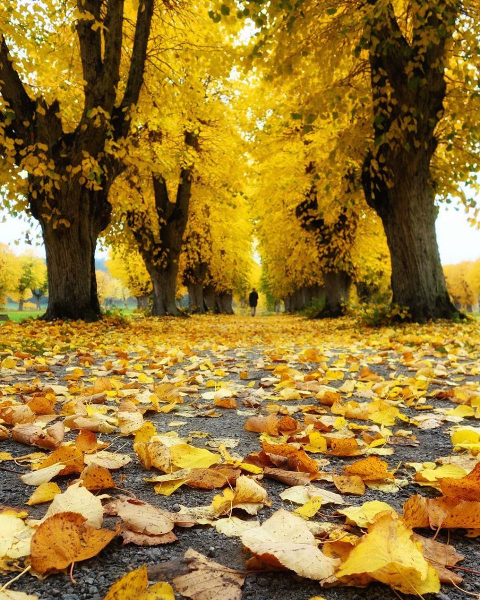 Тёплая осень. Прекрасной теплой осени. Осенний день. Уходящее лето. Воспоминание об осени.