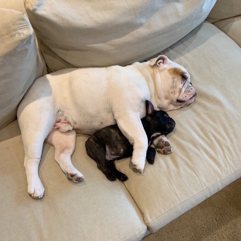 This is Meatloaf and his son Mose. Sometimes Mose has nightmares, but Meatloaf is always there to puptect him. Both 13/10 heartwarming as h*ck