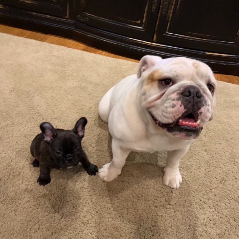 dog_rates's tweet photo. This is Meatloaf and his son Mose. Sometimes Mose has nightmares, but Meatloaf is always there to puptect him. Both 13/10 heartwarming as h*ck https://t.co/vhtX1LB34e