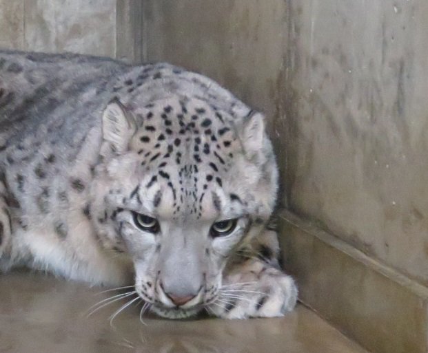 モスクワ動物園 Twitter Search Twitter