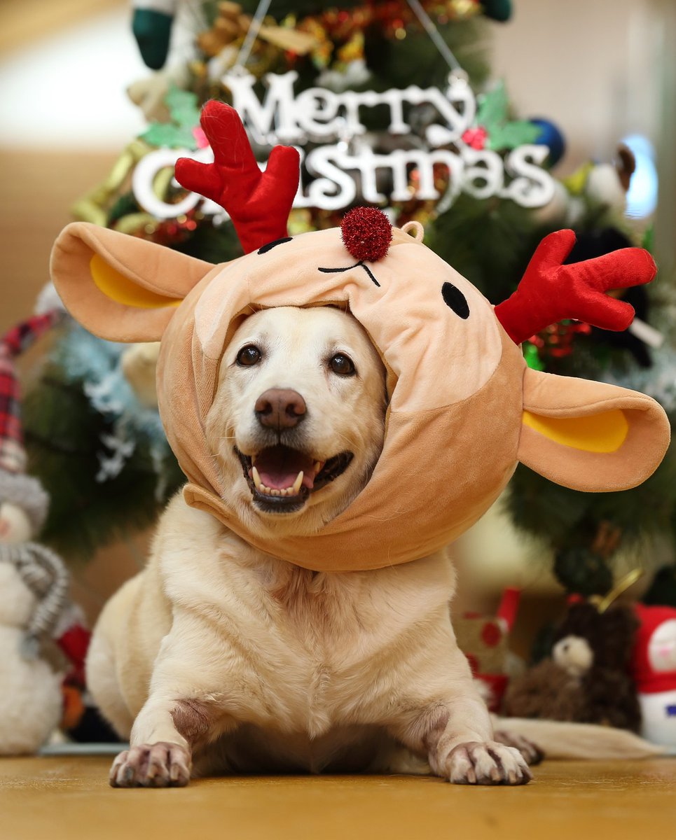 MydognSamsung's tweet photo. [안내견]클스마스를 하루 앞두고 '안돌프' 루크가 인사드려요..모두모두 메리크리스마스...행복한 클스마스되세요^^ https://t.co/aFN8giNKAp