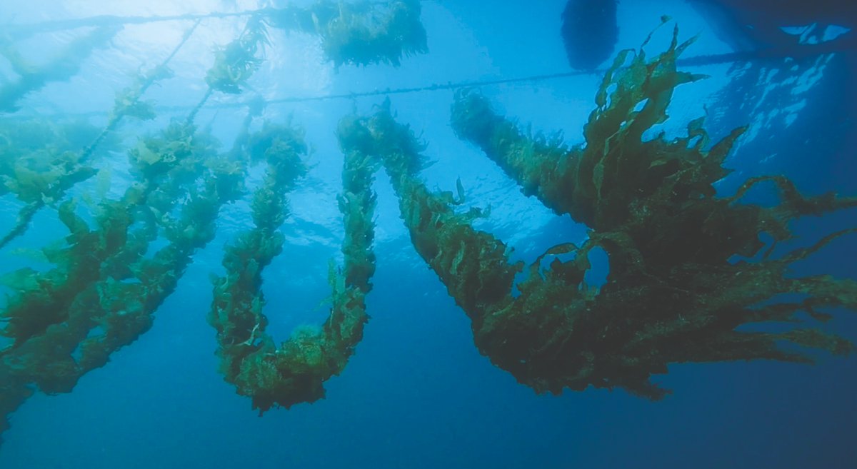 Tassal welcomes support to grow seaweeds for improved environmental outcomes! Read the full media release here: goo.gl/hZVV8a