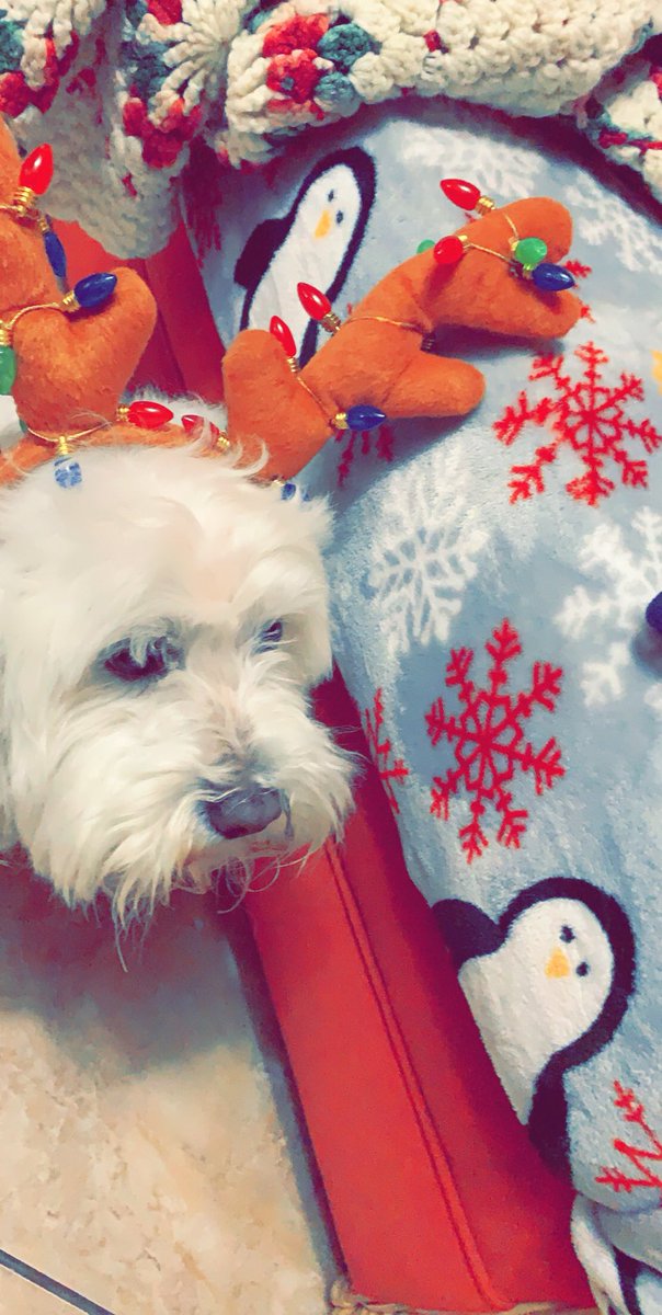 Ready for his Christmas 🎄 doggy treat 😋. #IHXLightsUpDecember <a href="/Cellseller7777/">Tammy R. Collins</a> <a href="/Karingarrido2/">Karin Garrido</a> <a href="/jillmill321/">Jillian Miller</a>