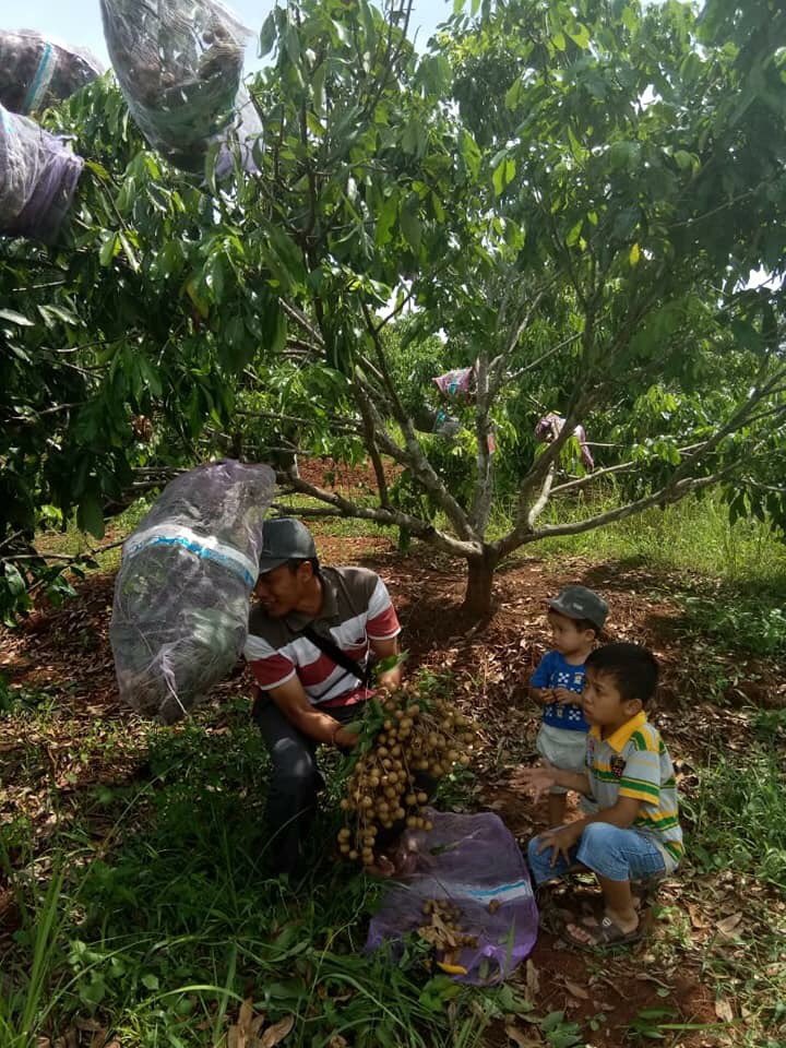 TrigonaSeno's tweet photo. Dan ianya akan terus berlindung mengatasnamakan kepentingan hajat hidup orang banyak.
Untuk menutupinya, dan itulah tameng tempat berteduh.
Dan sejatinya tak pernah memikirkannya.
Kelengkengnya sudah mulai matang.
Siap untuk dipanen, mari panen sama sama🤗
#ituh https://t.co/MyzMYpmbrz