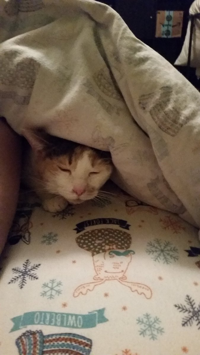 tarnishedpeony's tweet photo. Today has been...good. It's been good! #SnoPea #CatsOfTwitter https://t.co/hPFTTQ3vb4