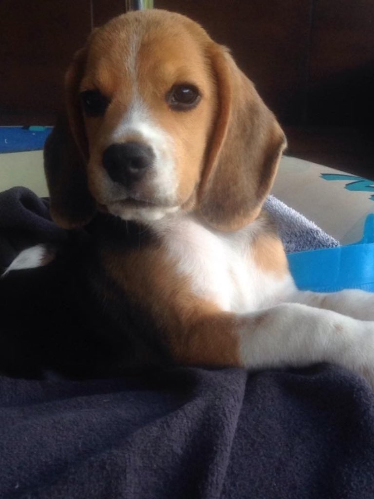 BeckhamBeagle's tweet photo. 1 year ago #dogs #beagles https://t.co/9BQYF44IQ8