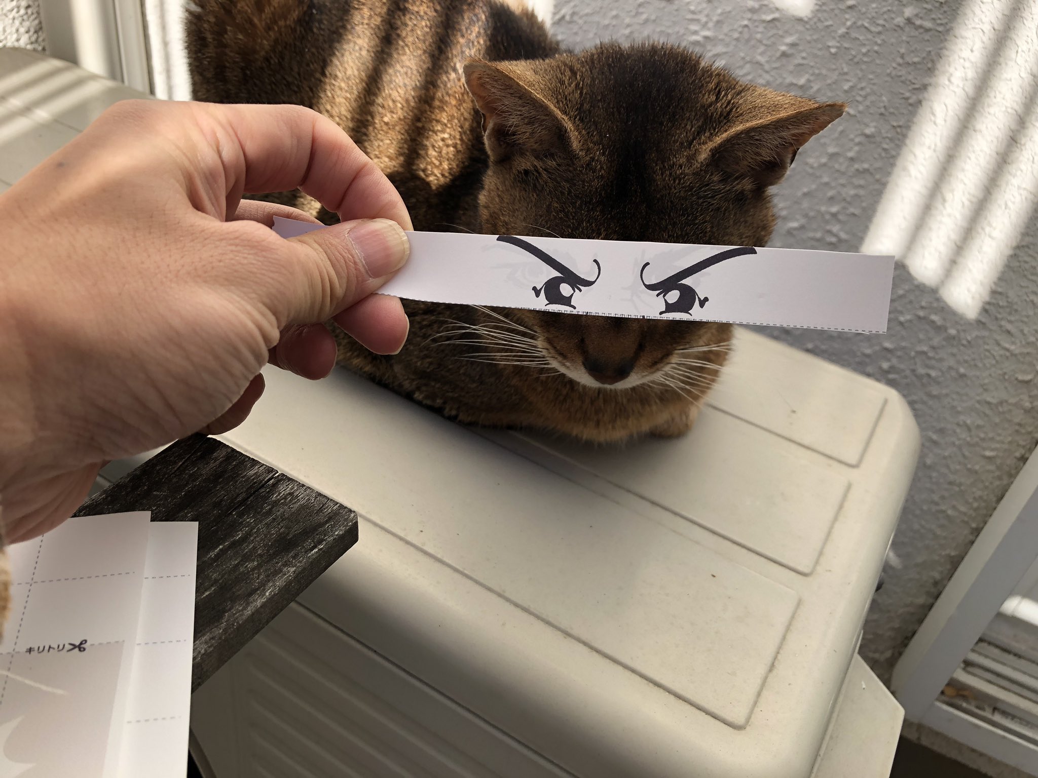 ねこもえ公式 Nekomoe17 Twitter