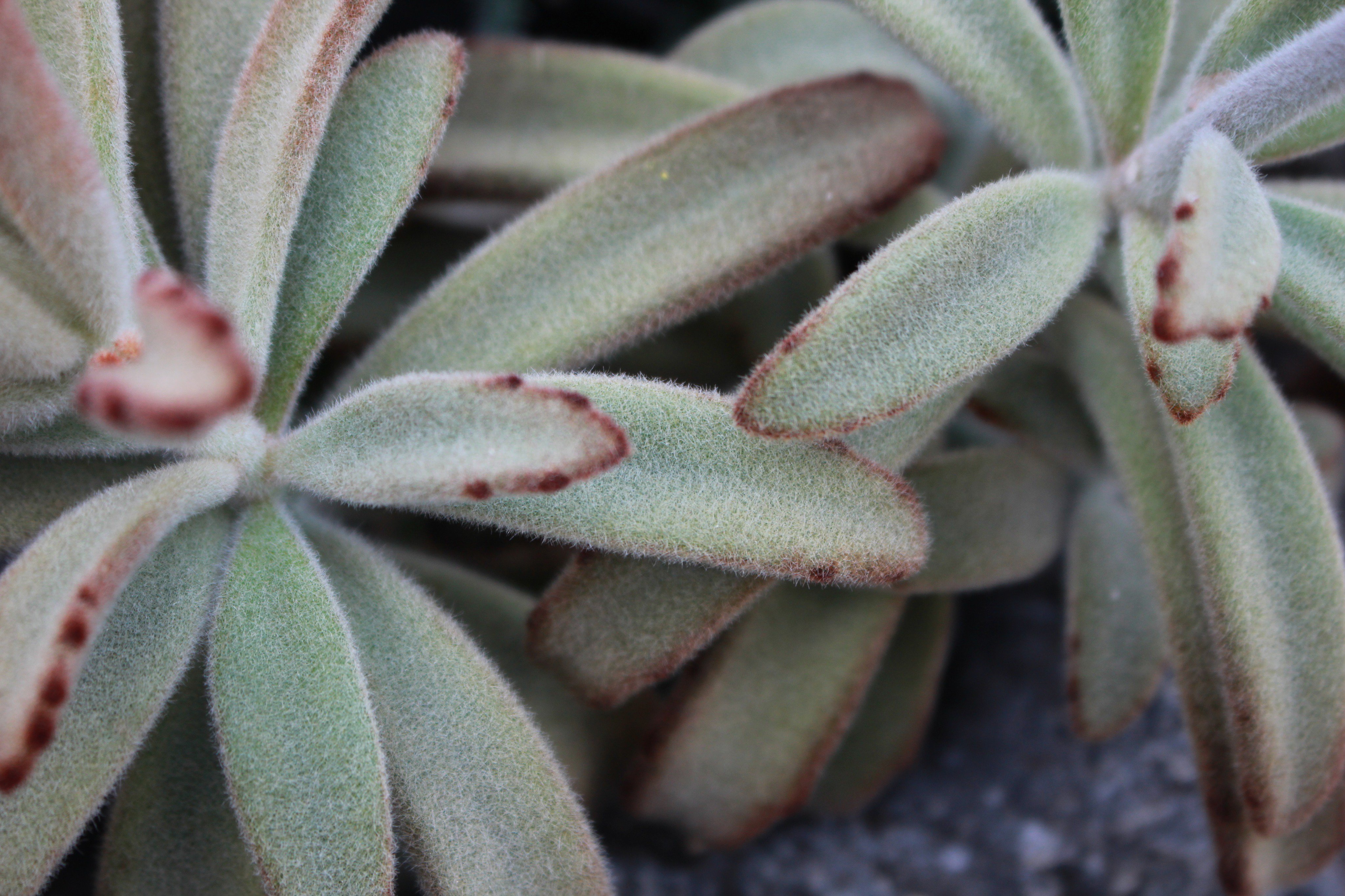 咲くやこの花館 Twitterren ふわふわの葉がとってもあったかそうな カランコエの仲間 月兎耳 ウサギの耳のような雰囲気 当館イベント 植物でたどるクリスマス は 本日まで ぜひお越しください 咲くやこの花館 ツキトジ T Co