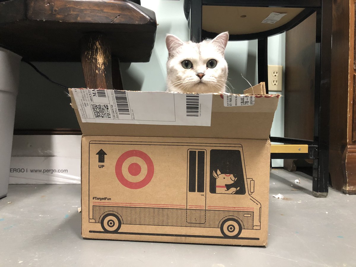 TinyTobyTweets's tweet photo. Move over Bullseye, Ringo thinks that @Target needs a cat mascot! https://t.co/P0i7ydxOhX