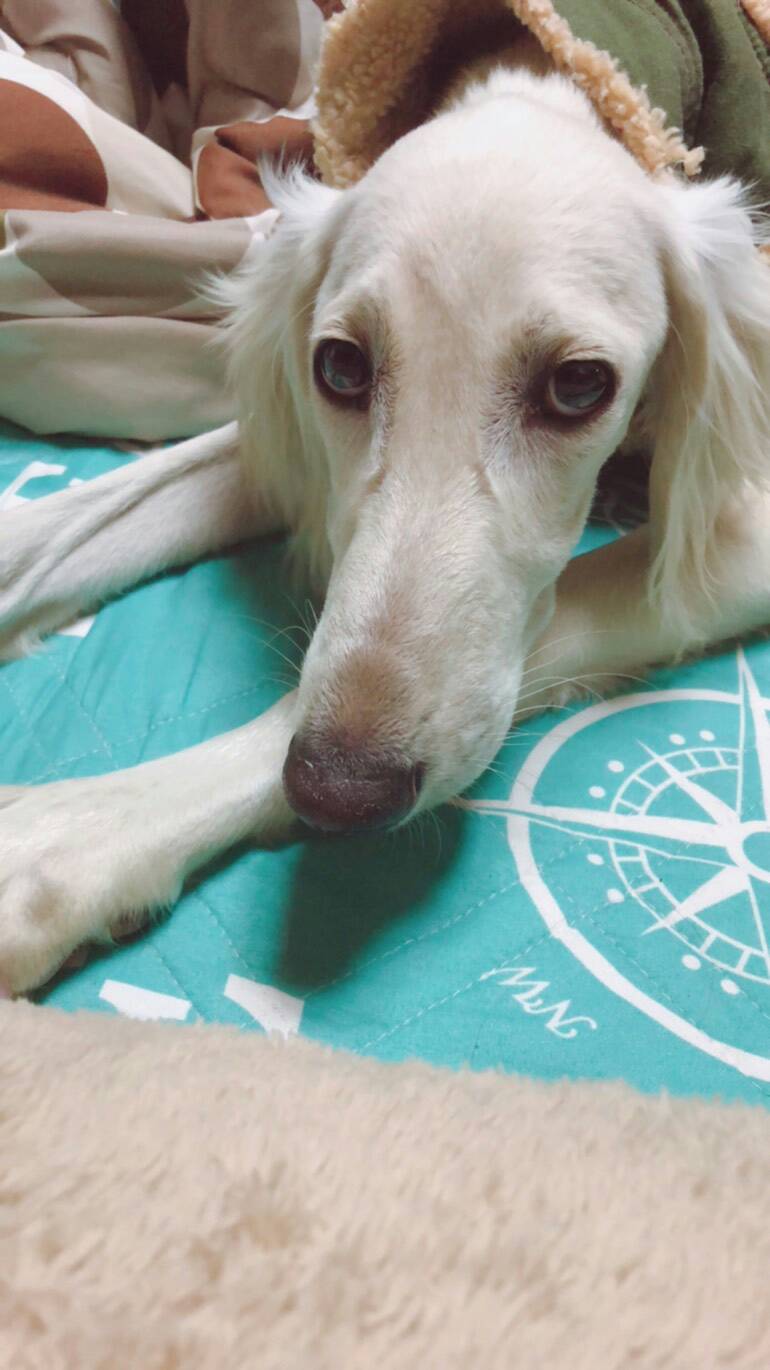 Twitter 上的 一般社団法人happypaws 次回里親 会のお知らせ 19年1月13日の第二日曜日 東大阪のドッグカフェで保護したワンちゃんの里親会を実施致します 小さいチワワちゃんも大きいサルーキ くんも大集合します ぜひワンちゃんの里親になってみませんか お待ち