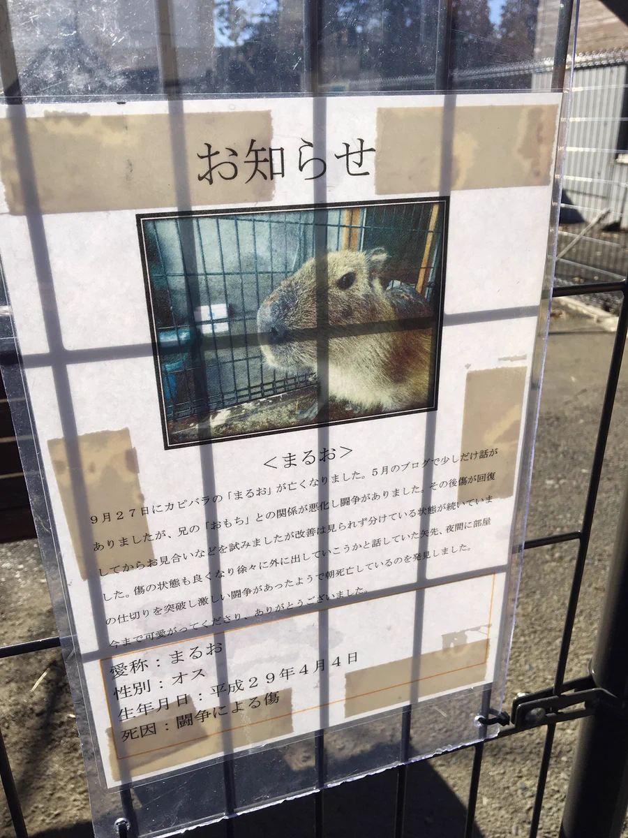 カピバラの死因が壮絶すぎて絶句！動物に学ぶことは多いな…