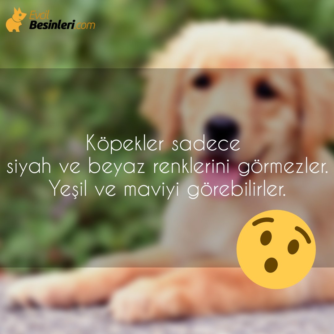Biliyor muydunuz? Köpekler sadece siyah ve beyaz renklerini görmezler. Yeşil ve maviyi görebilirler.😲
Detaylı bilgi için: evcilbesinleri.com
#köpeklerhakkındailginçbilgiler #köpeklerhakkındabilinmeyenler #biliyormuydunuz #evcilbesinleri #evcilhayvanlar #indirim #kampanya