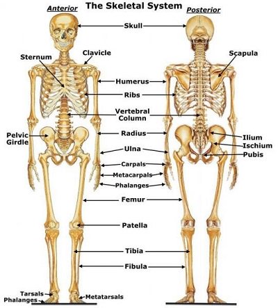 SpecialtyCMA's tweet photo. Basics of Human Anatomy - Bones &amp; Movements of the Human Body
The human body has two parts to the #skeletal system. Learn more human anatomy in this blog: https://t.co/RphByJJOTE
#MedicalAssistants #SpecialtyCMA #Certification #Healthcare #HumanAnatomy https://t.co/pGlDJfqHAr