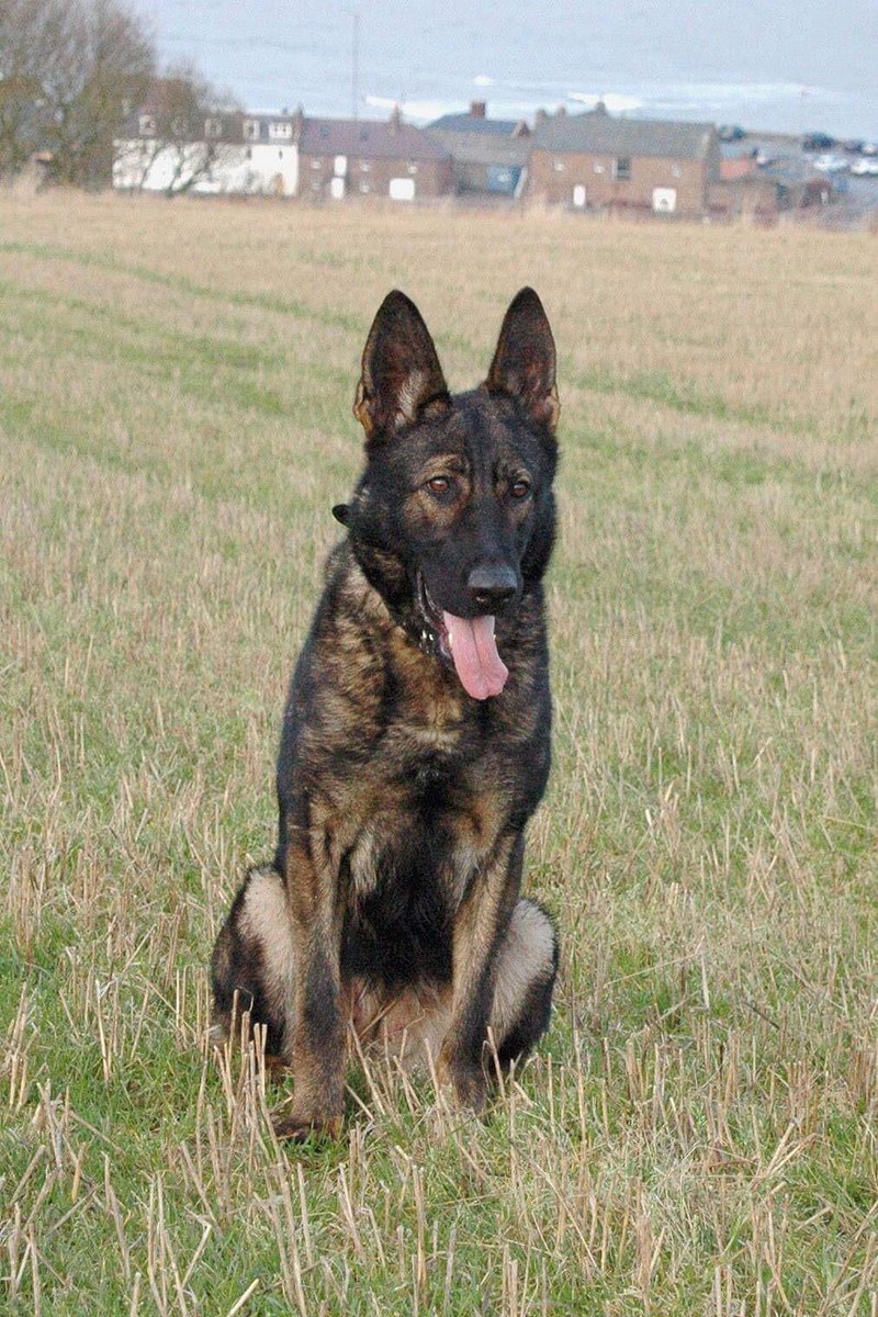 PSOSDogs's tweet image. #PDAva is out on patrol Stonehaven, Aberdeenshire. She's checking if you have been naughty or nice #ChristmasEve2018 #NaughtyorNice #SantasComing 🎅🎄🐶🐾