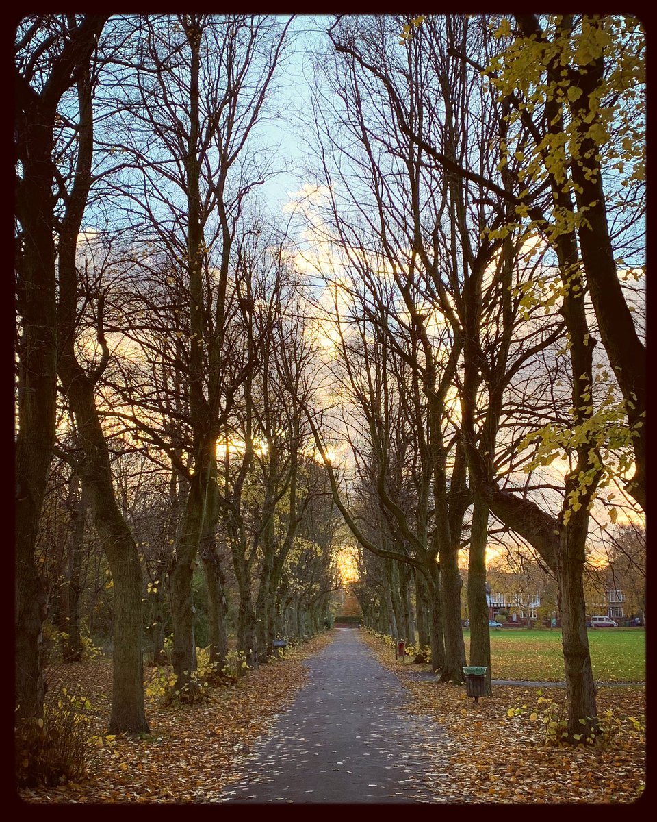 AndrewPBrooks's tweet photo. Tree lined walk in Birchfields Park through the changing seasons this year. Close to where we live in #Manchester

#nature #seasons #trees #citypark https://t.co/SvuuP8GYHT