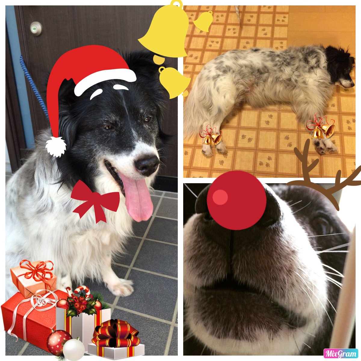 supisukenyan's tweet photo. みなさまメリークリスマス🎄です🤶
クリスマスっぽいレオナ画像がないので、
とり急ぎ加工〜
ポイントは両手両足を「キュッ」と
🍗🍗ターキーに見立てるところです😅
#mixgramapp https://t.co/uMdrXWsdSO