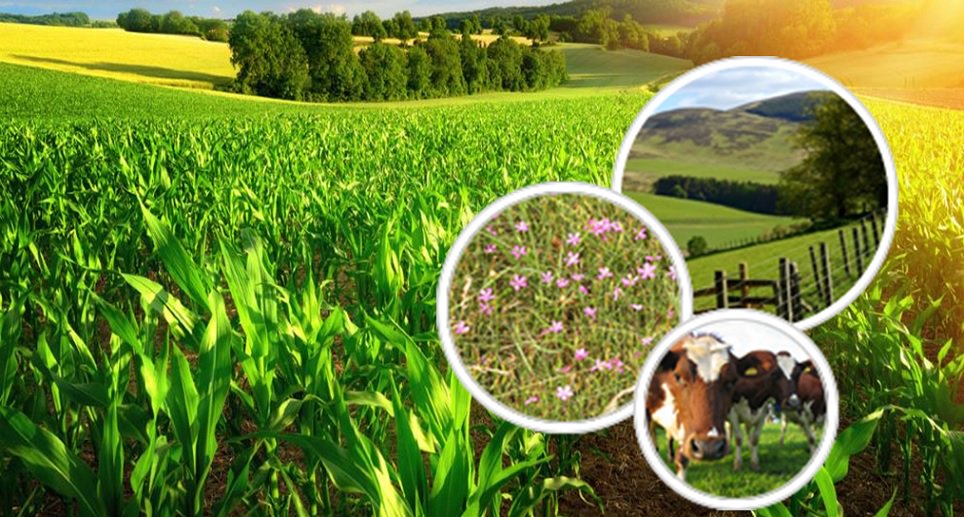 farmkeyIndia's tweet photo. Farm key provides not only the best products but ensures that you get satisfactory crop no matter what you sow.

Read More: https://t.co/V8u4f6gWfr

#farming #seeds #vegetables #Farmerapp #agriculture #Apps #PlantCare #onlineseeds #Indianfarmer #Farmkey https://t.co/muwcGteFIy