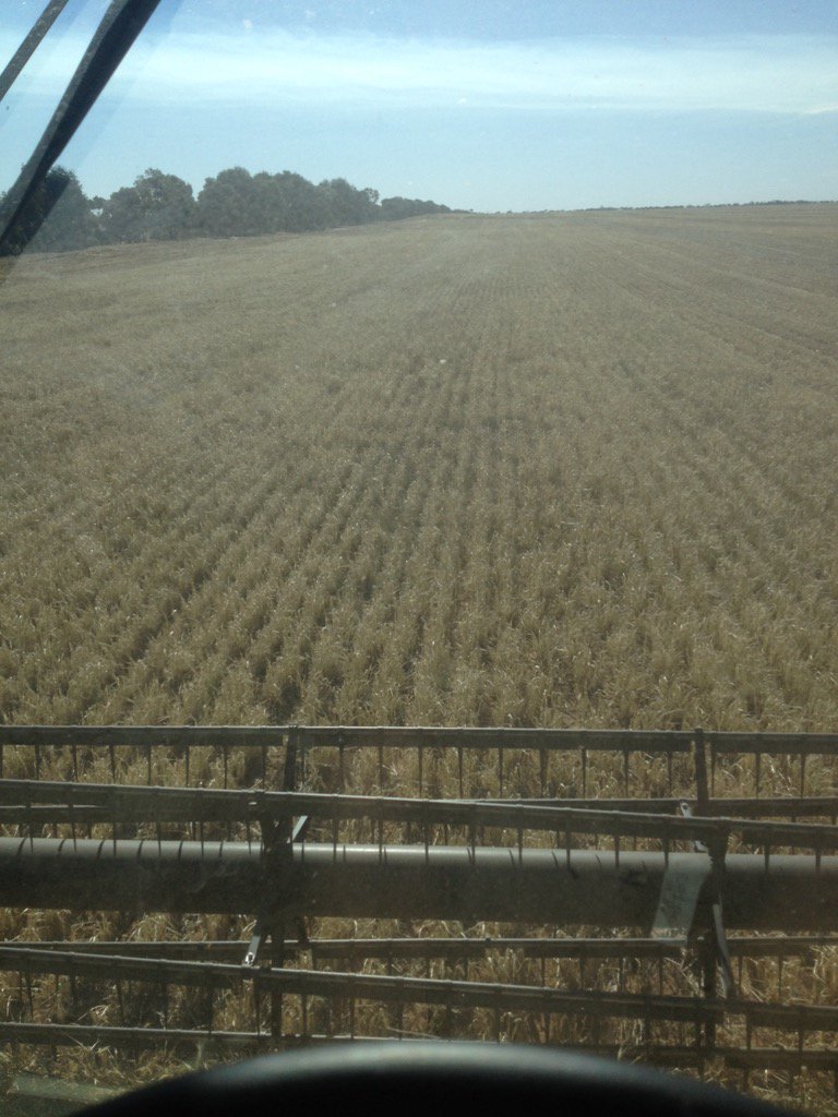 That's it. Lessons:dry=challenge. Frost=cruel. Prices=saving grace. Enjoy Xmas and I pray that next year it rains!