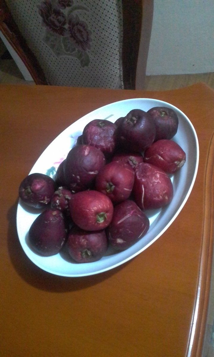 theRaveningDog's tweet photo. @BulbaGanda Merry Christmas to you all Bulbasaur Trainers... I have Roseli Berries with me #Macopa #ThisisnotTambis #PhilippineFruit https://t.co/bAnyN47t1N