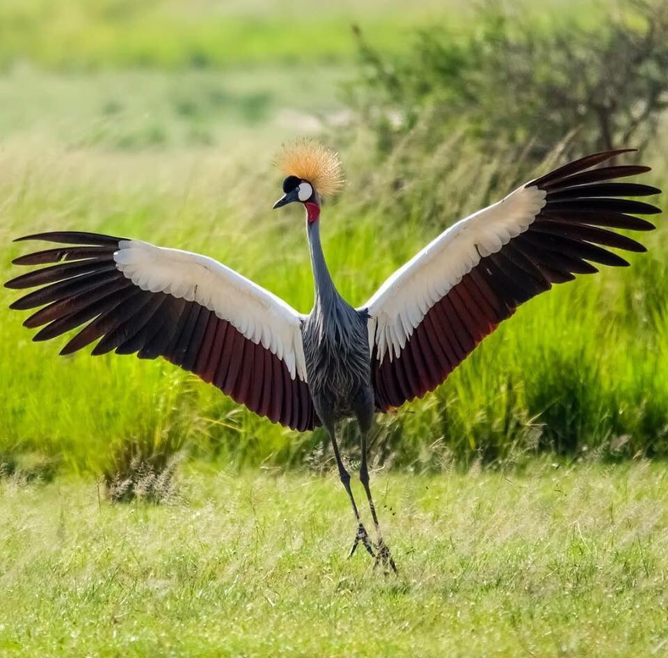 A big hug and happy #christmas to all #birders, #NatGeo #birdnation 
#bird #birdsoftwitter #birdssanctuary 
#birdwatching  #birding #birdlovers #birdphotography #birdinguganda  #nature #naturelovers #naturephotography  #birdingblog ultimatewildsafaris.com/index.php/ugan…