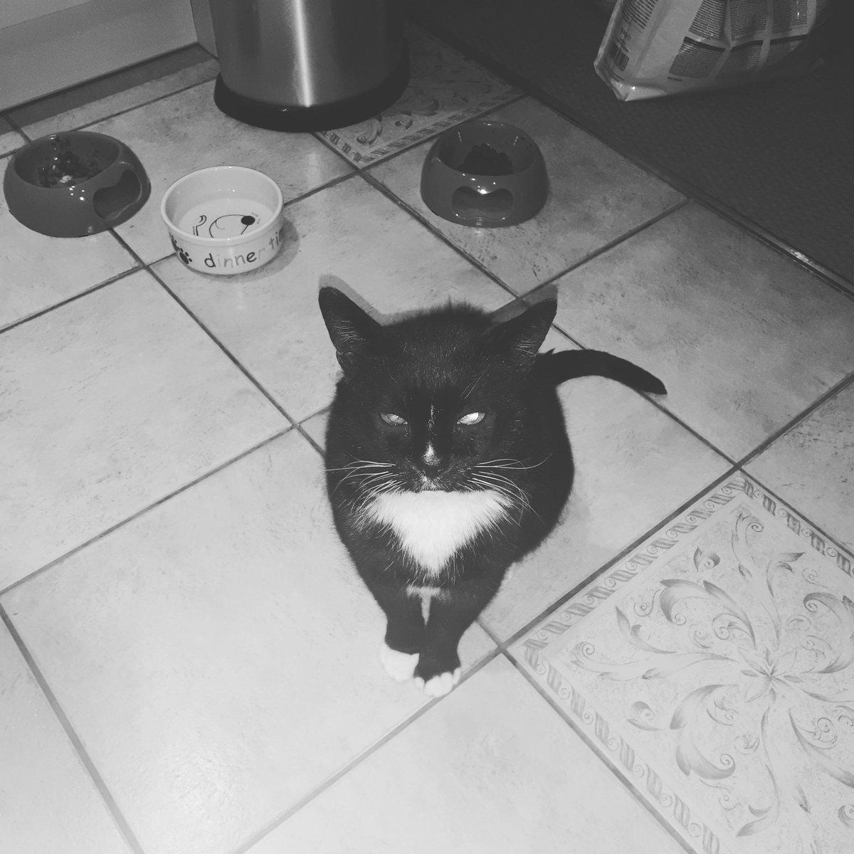 RachelVanOwen's tweet photo. @ShropsCatRescue Van Dyke has settled in sooo well and so quickly. First evening he spent in his box purring his head off and stretching out his paws! He hasn't stopped purring since. Totally has poodle under his paw, Ted keeps a respectful distance.  We love him. https://t.co/VVSKqAqfxC