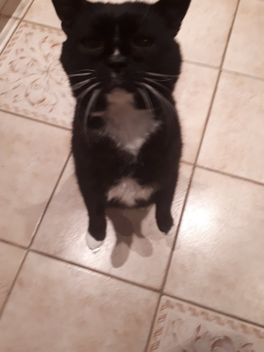RachelVanOwen's tweet photo. @ShropsCatRescue Van Dyke has settled in sooo well and so quickly. First evening he spent in his box purring his head off and stretching out his paws! He hasn't stopped purring since. Totally has poodle under his paw, Ted keeps a respectful distance.  We love him. https://t.co/VVSKqAqfxC