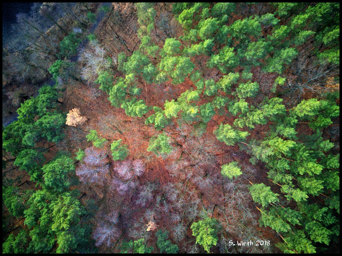 wirthstef's tweet photo. #forest #Grunewald with #treetops of #pine #trees and #forestground at #river #Havel in #Berlin #December #2018 Copyrights #Stefan #F. #Wirth
#landscape #drone #quadcopter #dynamicsky #airperspective #colorful #dji #mavicpro #photography #photographylovers #photographer https://t.co/ijJCMIWStu