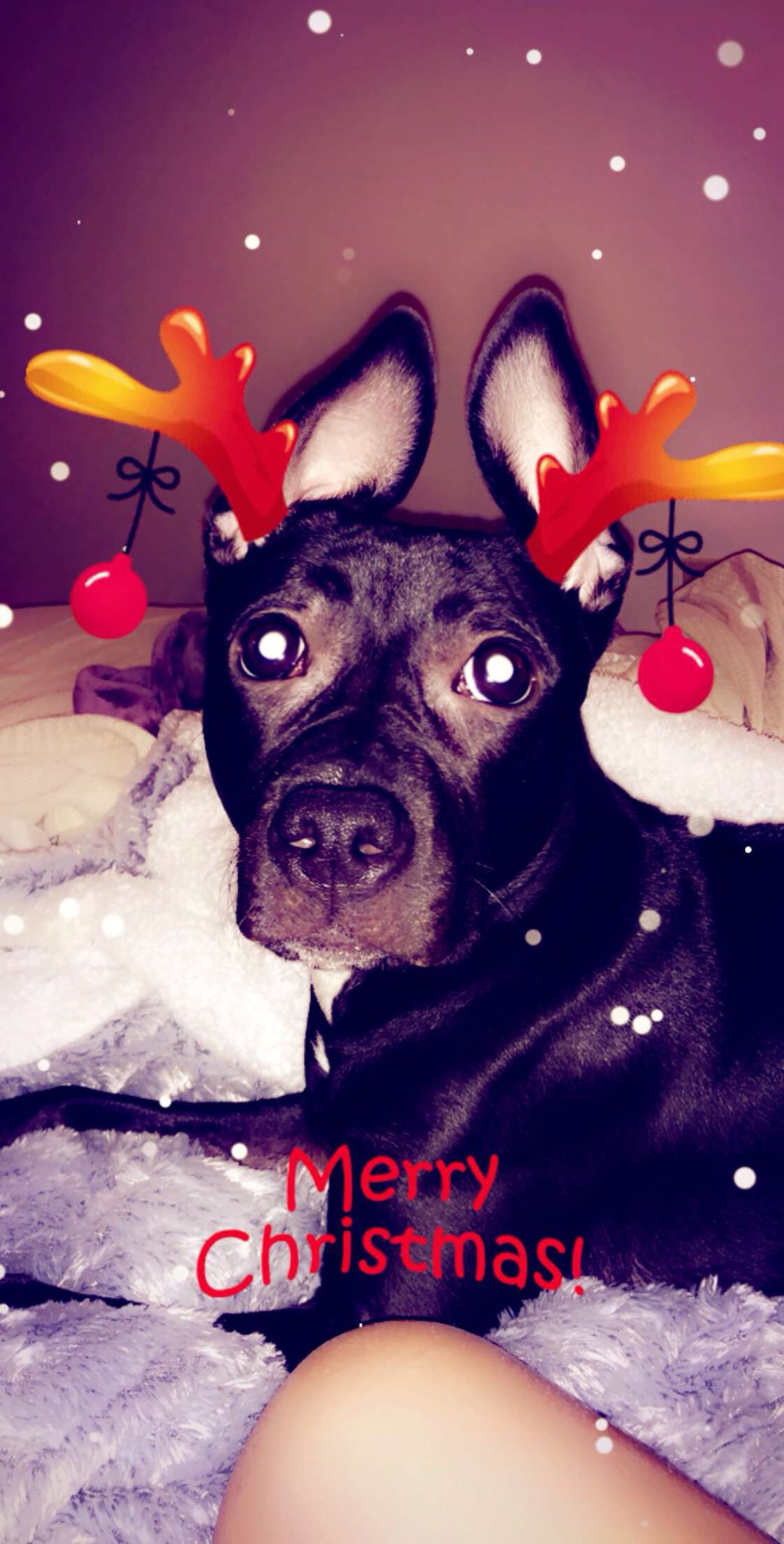 Snapchat officialise ses nouveaux filtres pour chien1040 x 2048