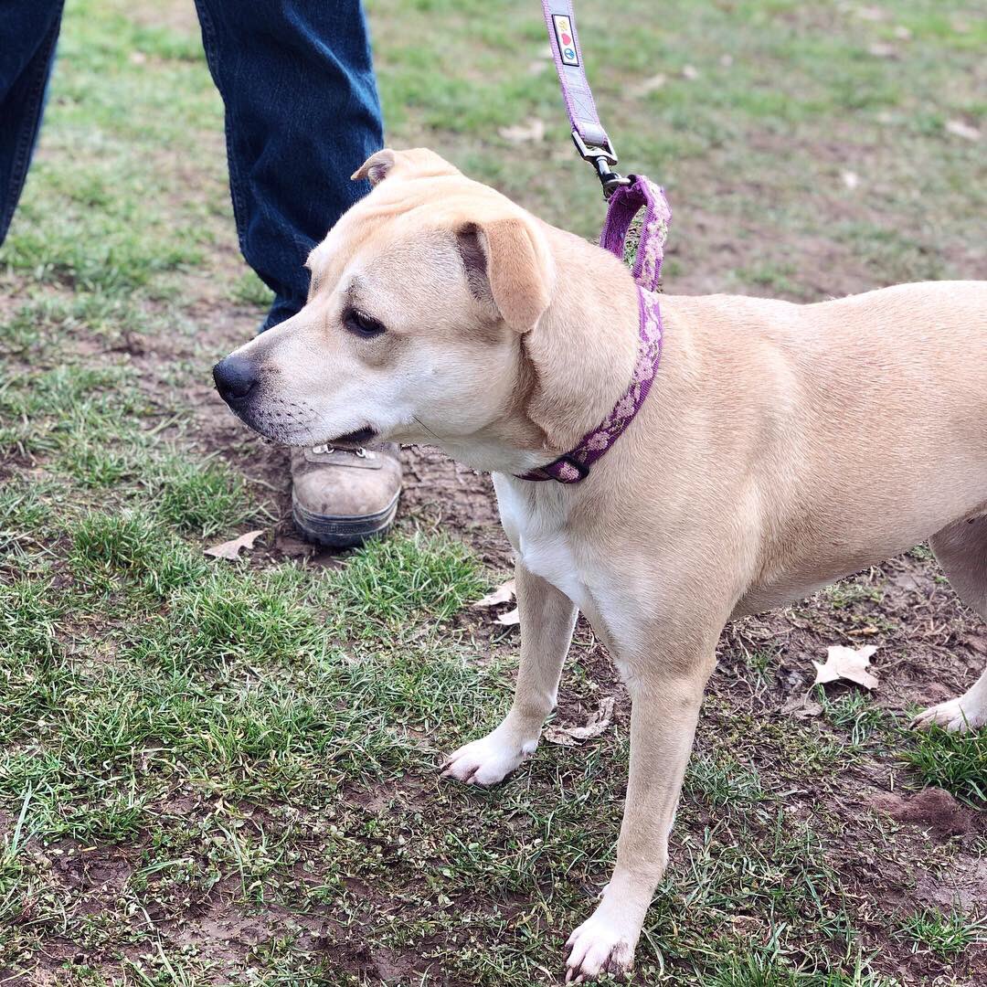 Pretty girl, Hei Hei, has been waiting for a loving family at @AnimalProtectrs for far too long! Contact them soon to meet her! ❤️