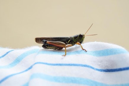 Nos amis les insectes sont petits mais puissants, pour certains la valeur énergétique peut être 5 fois plus élevée que d’autres aliments. Une dizaine de criquets cuits par exemple équivaut à une valeur énergétique d’un bifteck de 110 g.