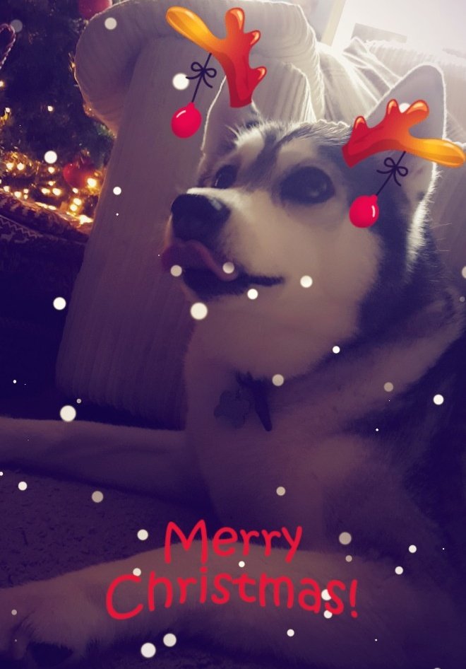 time_4_prints's tweet photo. T'was the night before Christmas, and all through the house, not a creature was stiring... Except Honey the business dog! Time 4 Prints is now closed for Christmas! Happy Holidays! #ShutterUp #Photography #BtechICT #ChristmasEve #Christmas https://t.co/dY1ym22WIq