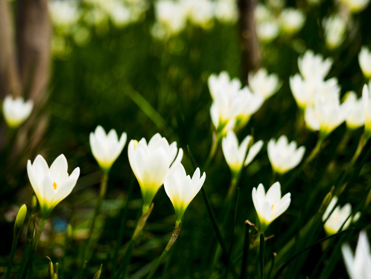 紫夜貓 (@flyccat) on Twitter photo 