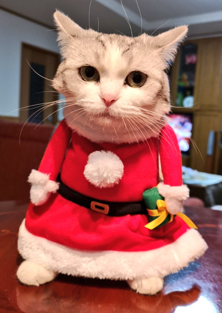 クリスマス猫 Hashtag On Twitter