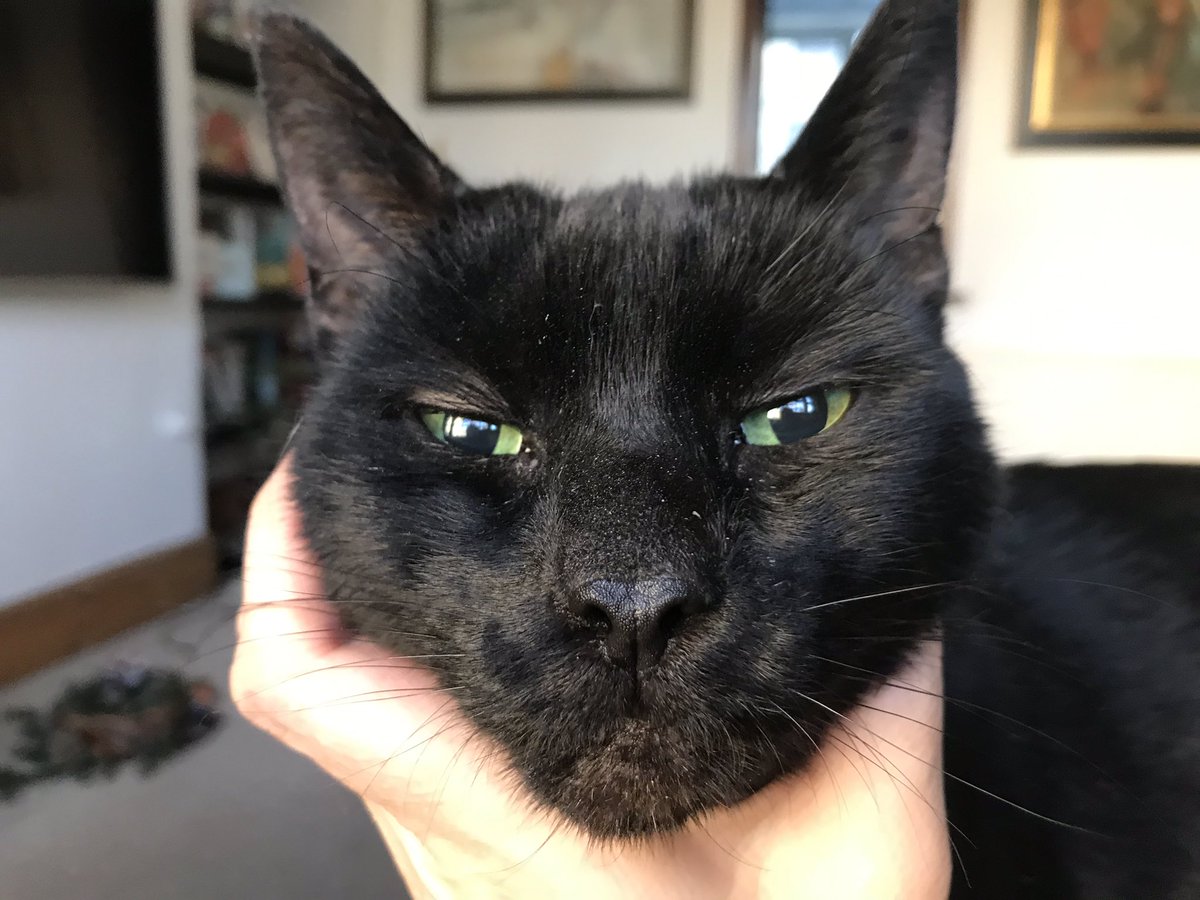 Cat’s Whiskers tweet media