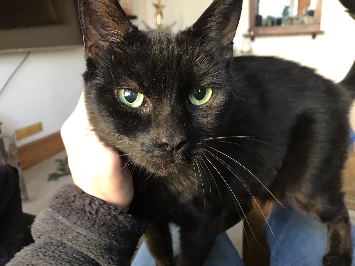 Cat’s Whiskers tweet media