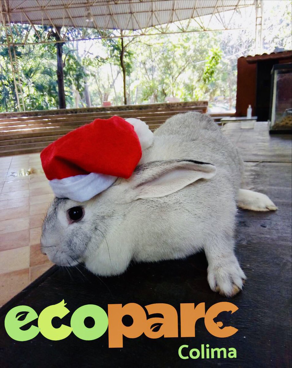 Todos en #Ecoparc les deseamos que hoy regresen a su propia naturaleza y tengan una muy #FelizNochebuena llena de amor, reflexión, deseos y buena energía.