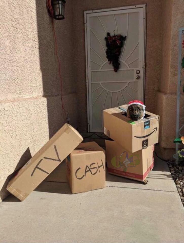 ClevePol_Dogs's tweet photo. We’re considering a new tactic in order to catch those who steal deliveries this time of year.😏
#MerryChristmasEve 
#Justforfun https://t.co/lGOYPVpnPF
