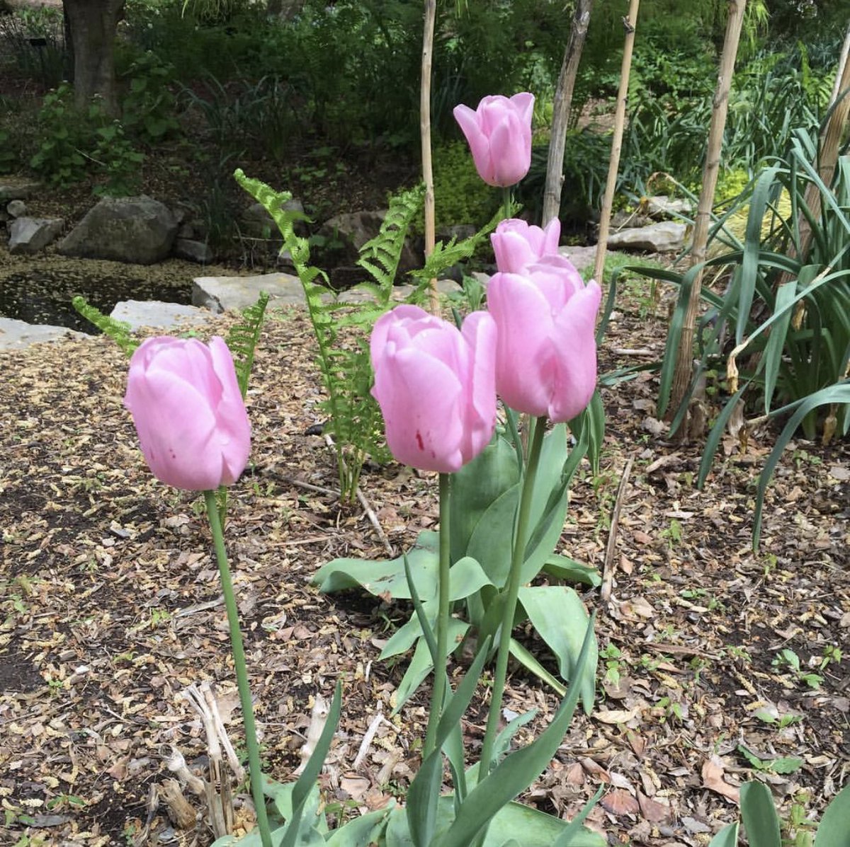 floratimelapse's tweet photo. Tiptoe through the tulips with meeeeeeee!! Take a relaxing moment with my time lapses on my YouTube channel Floratimelapse. #satisfying #nature #naturephotography #naturetimelapse #tulips #timelapse #relaxing #relaxinginnature https://t.co/QMp5WQ0yp3