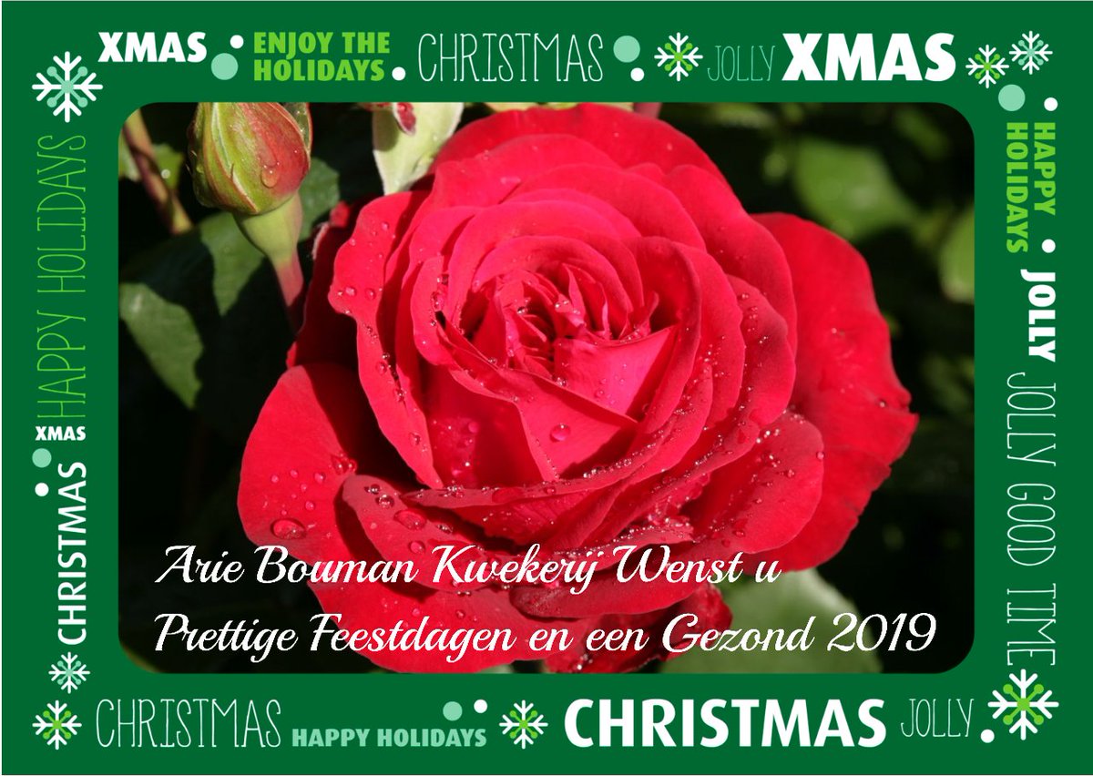 Arie Bouman Kwekerij B.V. (@outdoorroses) on Twitter photo 