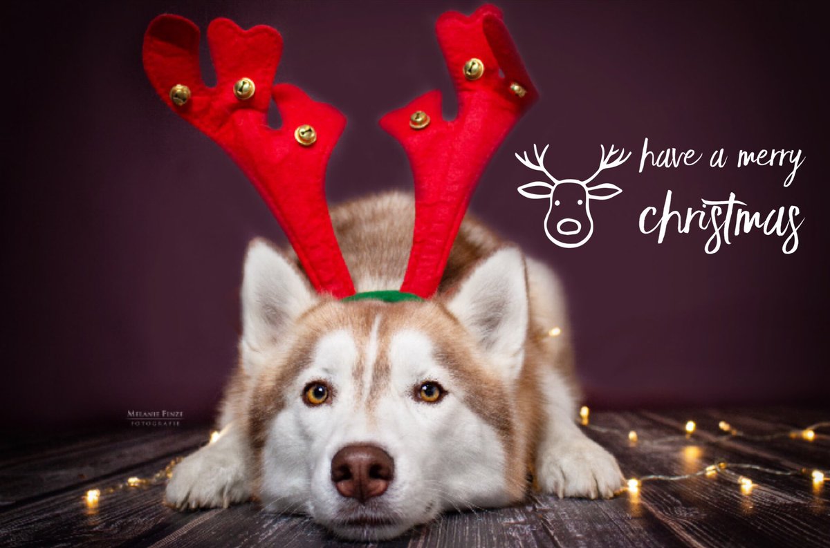 Frohe Weihnachten! Merry Christmas! Feliz Navidad! Buon Natale! Vrolijk kerstfeest! С рождеством!  メリークリスマス! 🎄✨♥️
#Heiligabend #FroheWeihnachten #MerryChristmas #siberianhusky