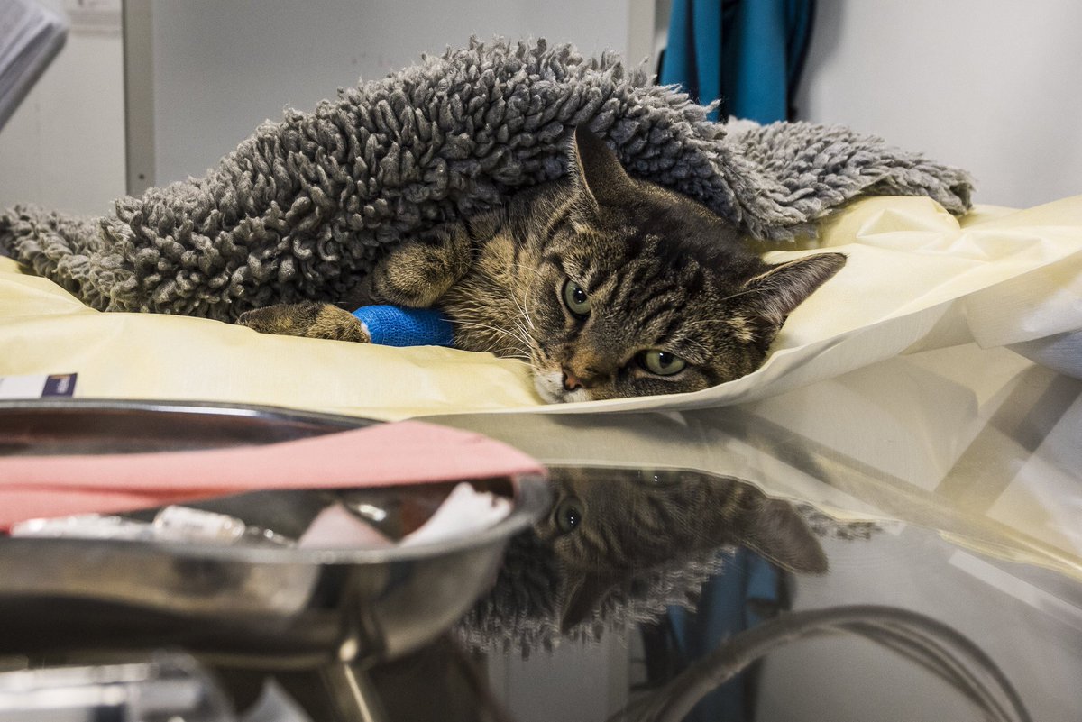 fitzpatrickref's tweet photo. π¨π± URGENT #CATBLOODDONOR NEEDED ASAP for a poorly patient - Blood type B (we can test, if unsure), fully vaccinated, under 8yrs & in good health. #Godalming #Surrey
Please call us on 01483 423761 if you & your cat can help. Thank you π https://t.co/OpvisZwUhL